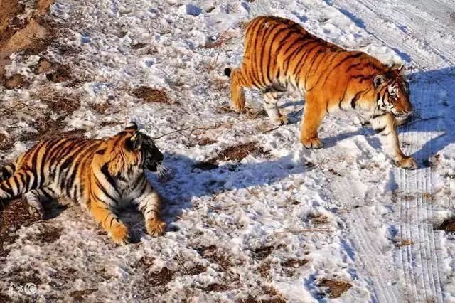 3、屬虎的是哪年出生的:年早上七點出生屬虎的是上山虎還是下山虎