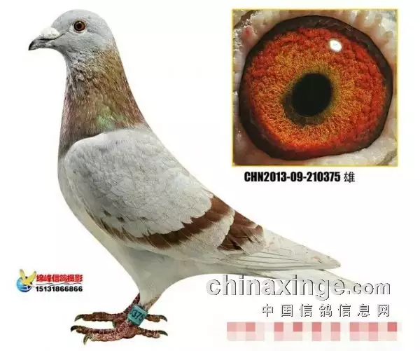3、為什麼有人喜歡養鴿子:農村養鴿子的人越來越多，背後的原因有哪些呢？