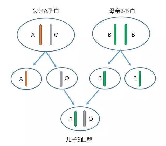 1、女o血型和男o血型婚配:叨教女O血型羯座和男O血型水瓶座是否相配