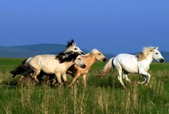 2、78年女馬年每月運勢:78年屬馬女年的運勢和婚姻