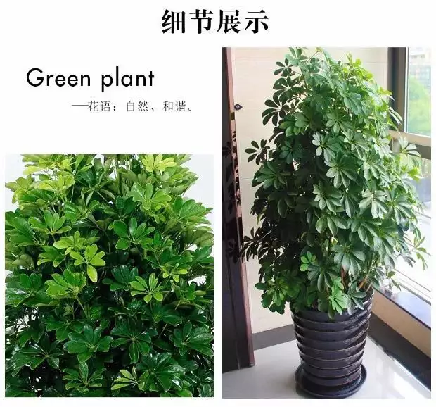 3、招財手的養殖方法:在辦公室里如何養散尾葵、百運竹、招財手？