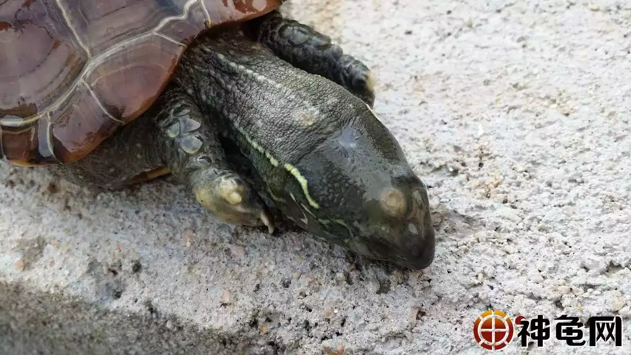 烏龜死前的預兆是什麼：烏龜死了是什麼癥狀