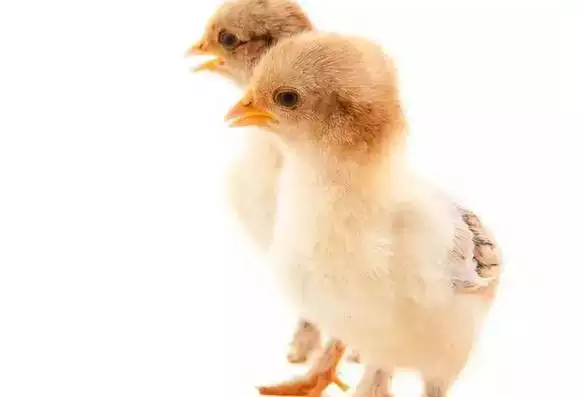 屬雞最命苦出生日期是什麼時候：屬雞幾月命苦