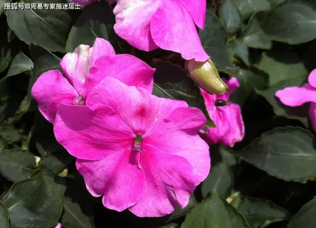 1、年屬虎人桃花最旺幾月:86年屬虎在幾月份考試要 好一些