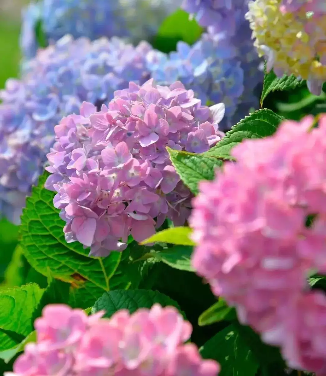 2、鮮花的品種圖片和花名:花的種類介紹 花卉品種大全 鮮花圖片 花卉圖片大全