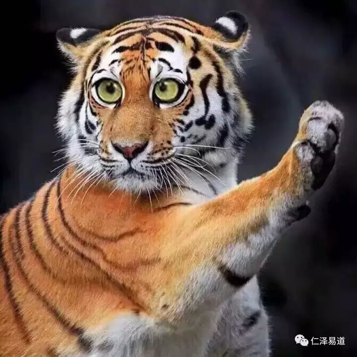 2、年屬虎人:年屬虎人的命運