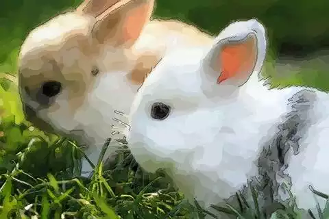 2、屬羊的男和屬兔的女合不合:屬羊的男和屬兔的女結婚可以嗎？
