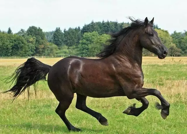 屬馬的和什麼屬相能合到一起：屬馬的和什麼屬相能合夥做生意