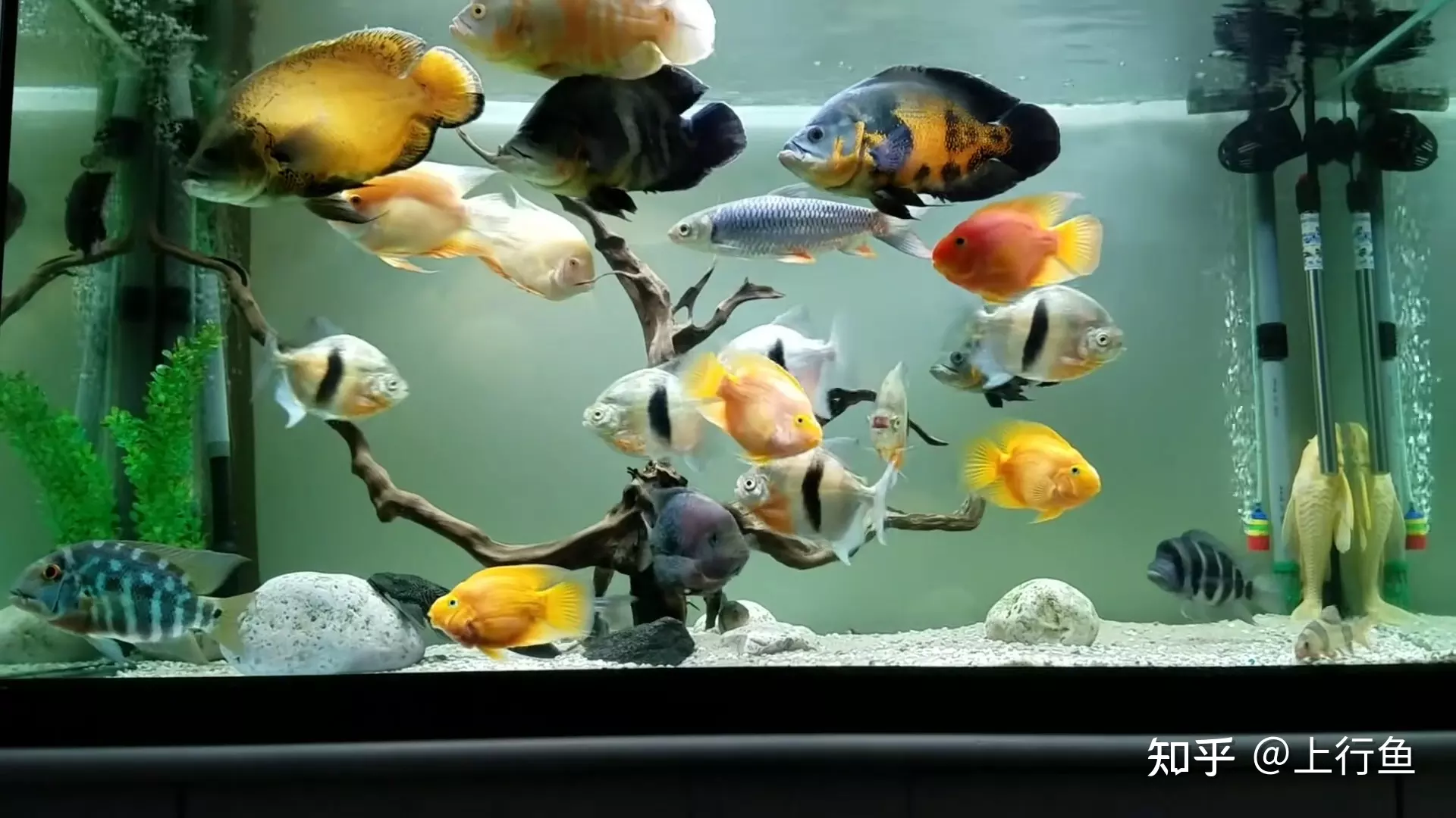 5、招財貓魚怎麼養需要氧氣嗎:招財貓魚該怎麼養？請高手詳細解答。