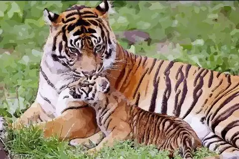 生肖虎的寶寶忌什麼屬相的怙恃：屬虎的寶寶和什麼屬相的怙恃好