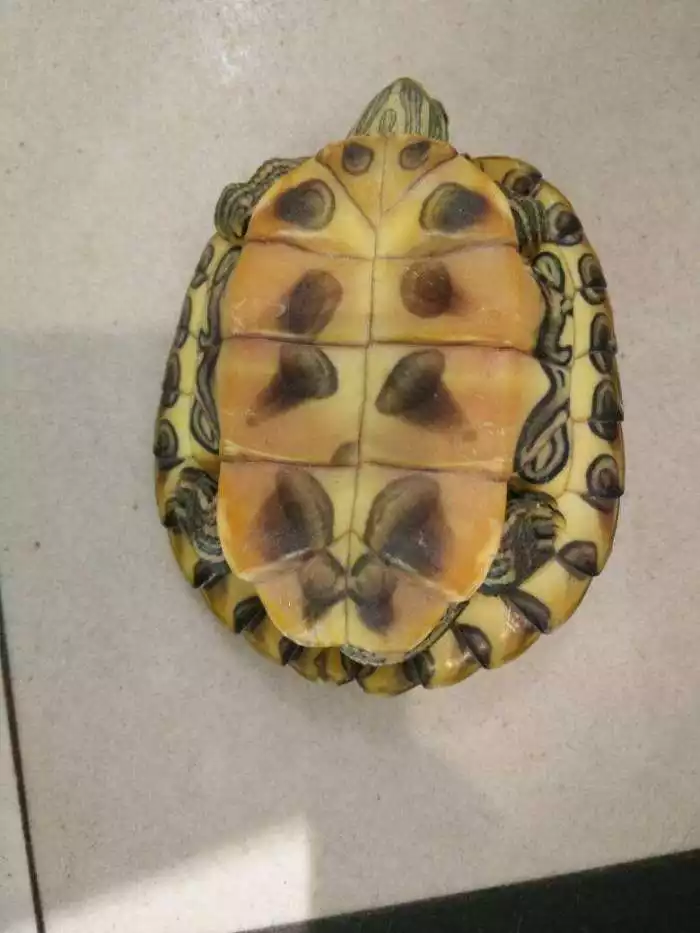 家裡養什麼烏龜好嗎風水說法：從風水學上講家庭養烏龜好嗎
