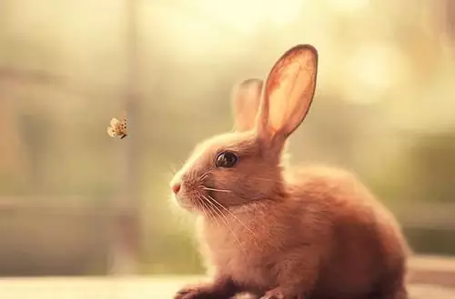 機關算盡猴蛇狗，龍尾一甩財飛天。解，請您快人一步的頭腦來解這句話是指什麼生肖