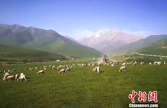 山頭羊群如白棉是什麼屬相：山頭羊群如白棉，金口難開大腳，是什麼生肖呢
