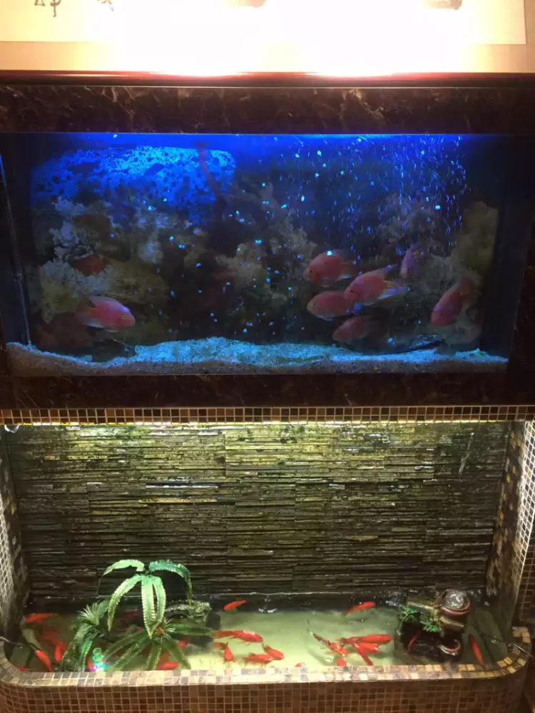 家裡買了1米5的魚缸寬養什麼魚好想養大魚 比如龍魚 羅漢 七彩別人說太嬌貴最好不要養