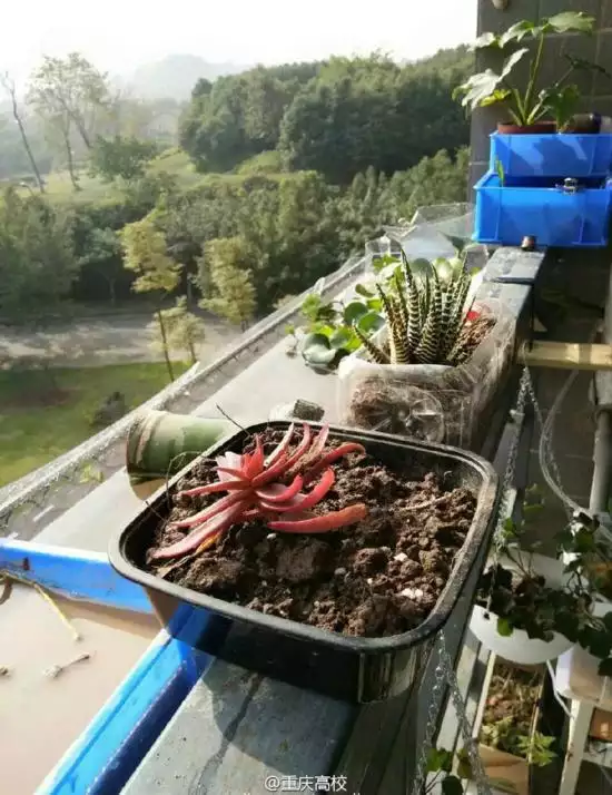 陽台養龜對風水好不好：從風水學上講，家裡養烏龜好嗎