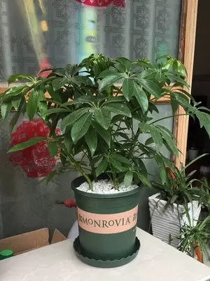 2、綠植髮財樹圖片大全:小盆栽的發財樹，應該怎麼養？