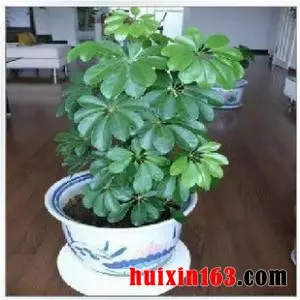 4、正宗七恭弘=叶 恭弘蓮圖片:正宗七恭弘=叶 恭弘蓮圖片？？
