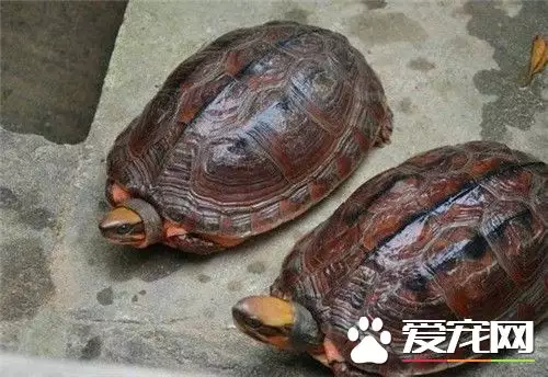 家裡養的烏龜墜樓代表：烏龜死了是有什麼預兆