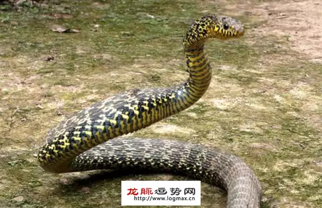 4、年屬蛇人45歲到49歲運程:年屬蛇人一生的整體運勢