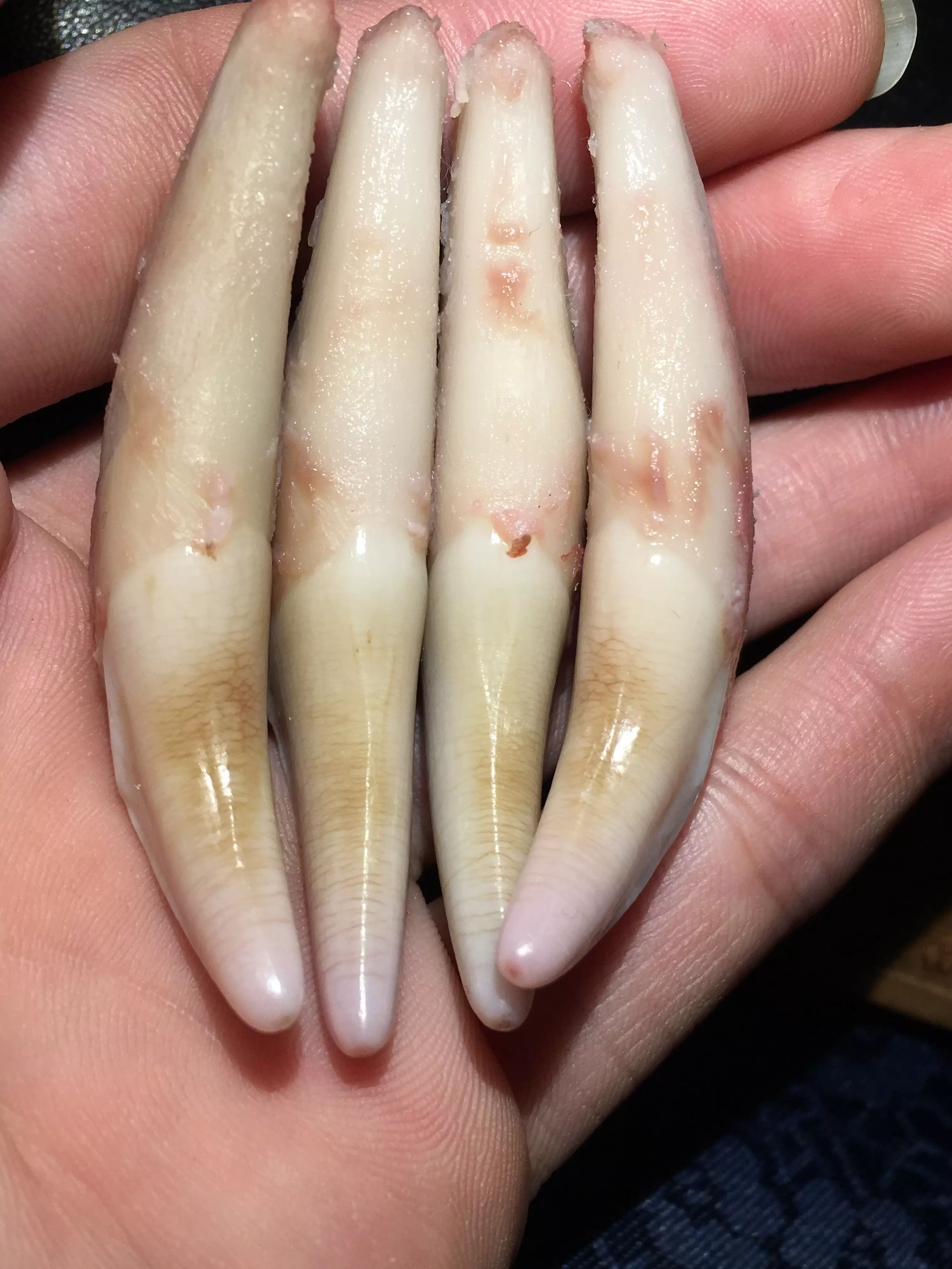 配帶狼牙最佳的屬相是哪個：什麼屬相不能佩戴狼牙