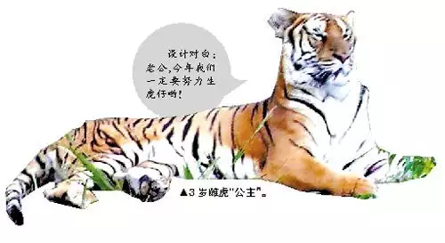 4、年虎寶寶幾月備孕:虎年幾月份生寶寶命運