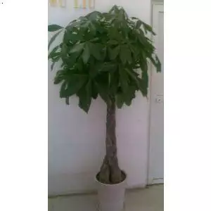 1、各種發財樹圖片大全:發財樹是什麼樣子