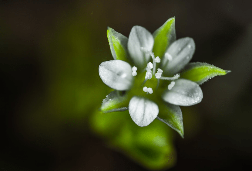 5、初露鋒芒指什麼生肖:初露鋒芒指的是什麼生肖？幫忙猜猜