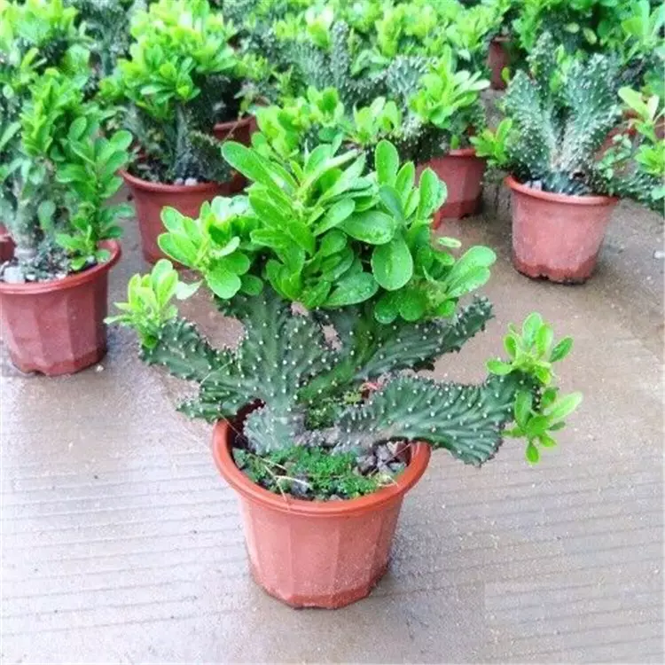 1、十大鎮宅辟的花卉:十大鎮宅辟的植物