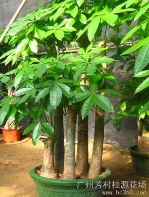 3、發財樹圖片大全大圖:發財樹的作用大全