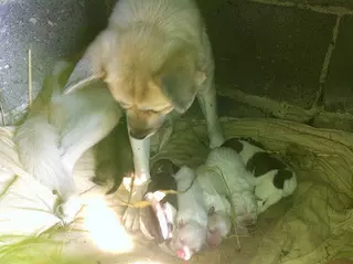 馬爸狗媽生什麼屬相的寶寶好：鼠媽媽狗爸爸生什麼屬相最好