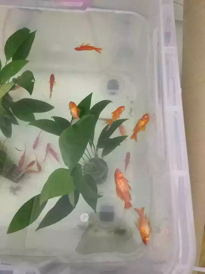 養金魚要養單的還是養雙的好：買金魚養時候為什麼賣主會說養金魚一般不要養雙要養單數？