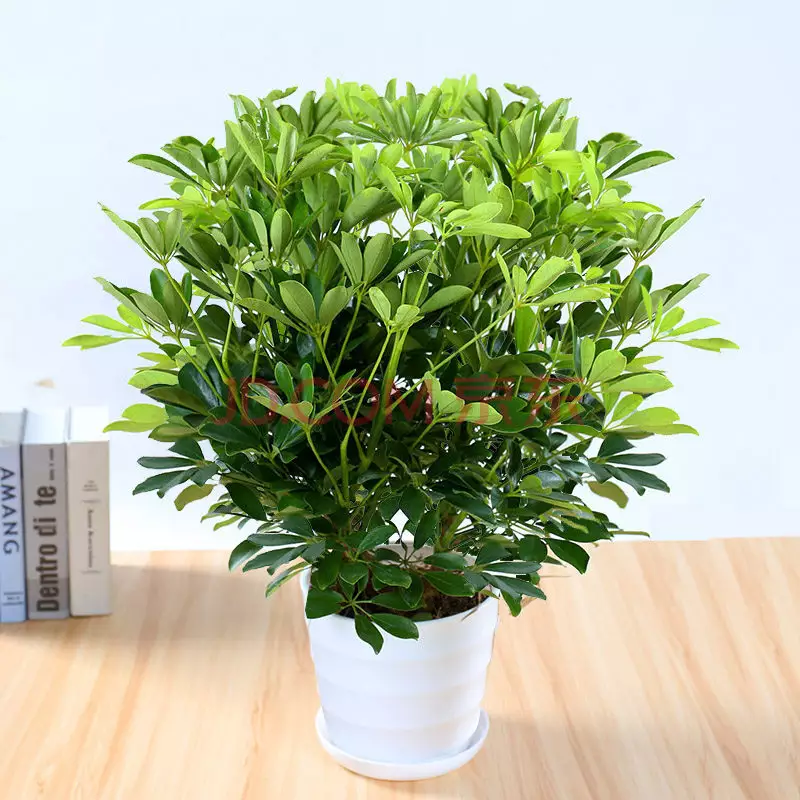 2、七恭弘=叶 恭弘蓮水培植物:七恭弘=叶 恭弘蓮能水培嗎