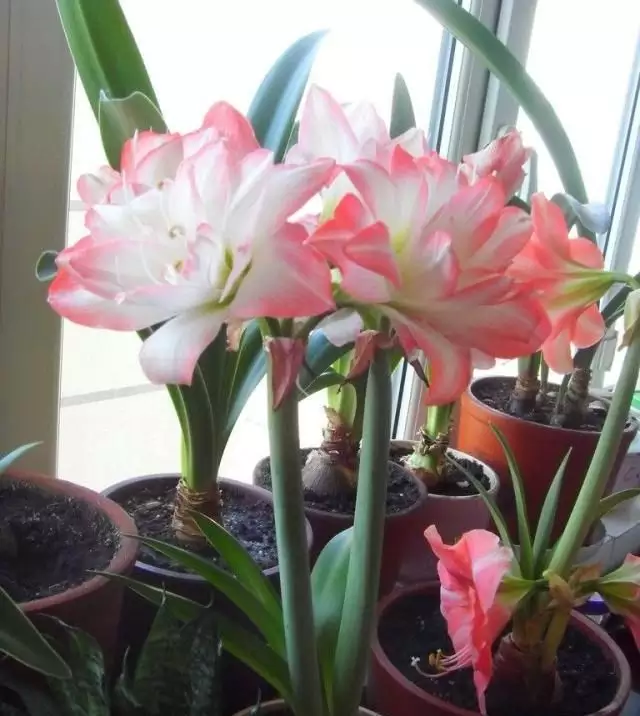 2、十二種招財花:招財的植物有哪些？