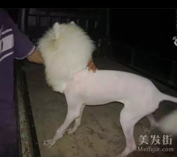 4、狗和龍的婚配狗和兔的婚配:屬龍和屬狗可以婚配嗎？