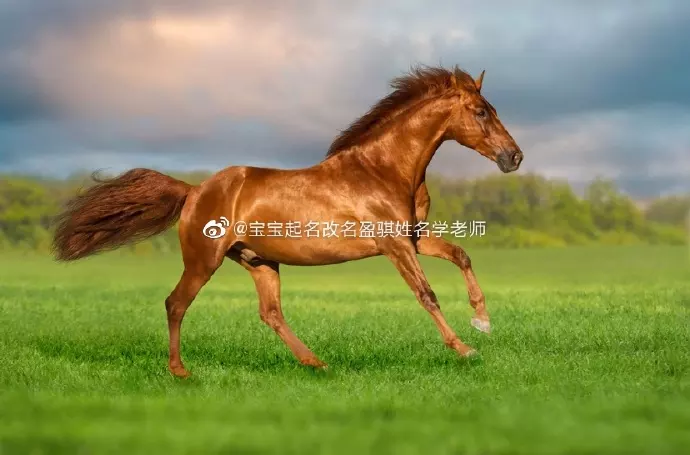3、適合屬馬的公司名字:求帶馬字的公司名稱 ，謝謝
