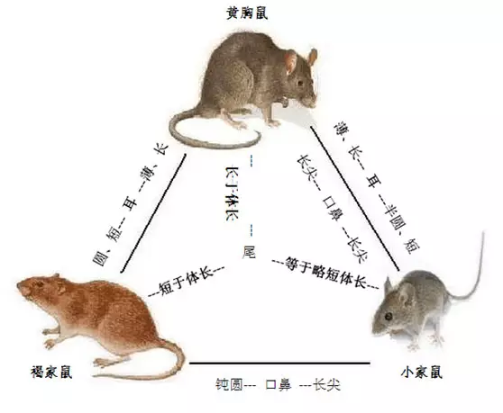 3、有沒有馬鼠過一輩子的:男屬馬，女屬鼠。能相愛一輩子嘛？