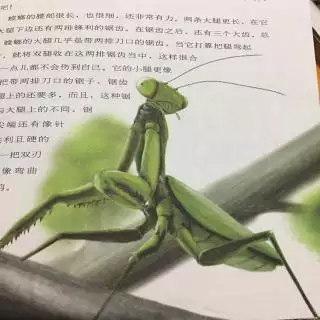 1、昆蟲記中螳螂的婚配歷程:《昆蟲記》里螳螂的戀愛讀後感字 急！