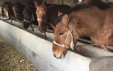 2、男馬女雞婚配男馬女狗:90年屬馬的和93年屬雞的娶親好嗎