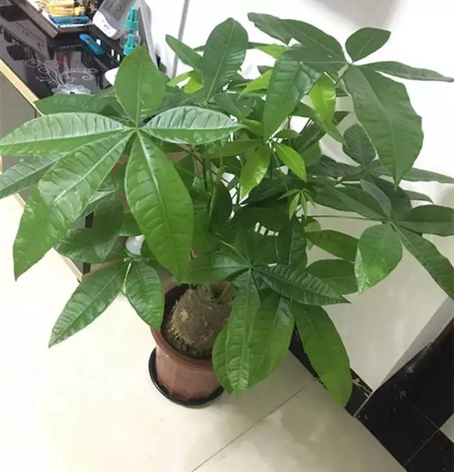 1、發財樹的管理:發財樹的管理。