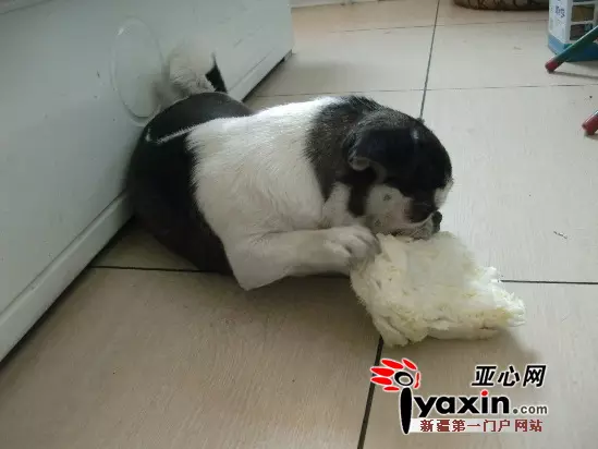 女鼠男狗在一起好不好：男31鼠和女20狗結婚好嗎
