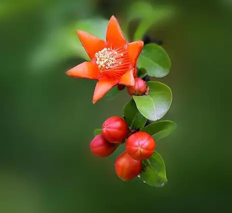 龍游鳳鳴配明晰，莫是不相迎，我有錦衣多姿彩，窮漢愚死莫討情猜一生肖