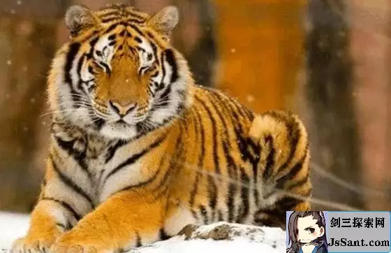 屬龍男和屬虎女合適嗎：生肖屬龍的男和生肖屬虎的女相配嗎