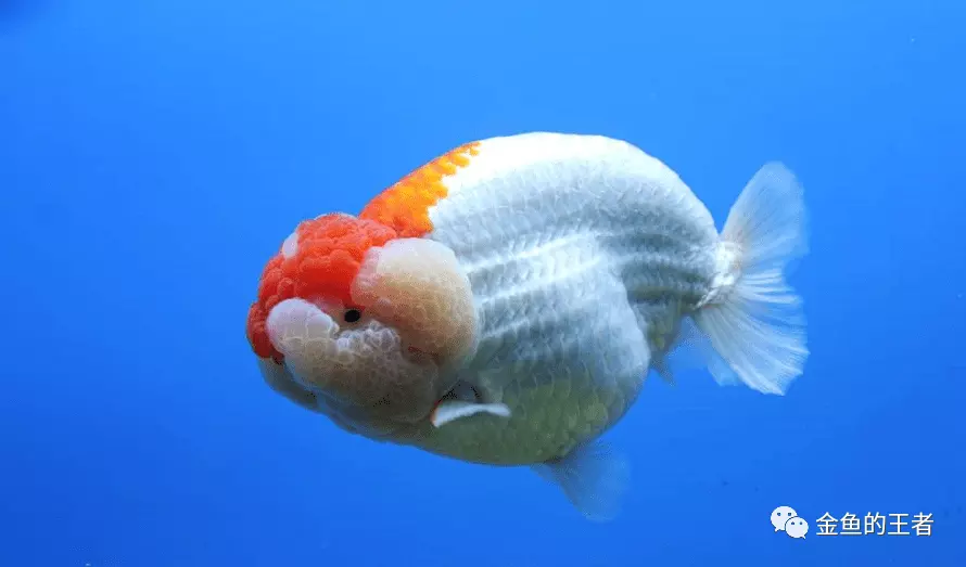 5、喜歡養魚、養花，寫毛筆字和水墨畫，這樣的男人是什麼性格呢，做男朋友合適么。如何接近他讓他喜歡我呢？