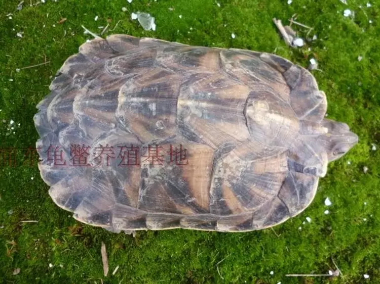 龜養公的招財還是母的：家裡養什麼龜招財