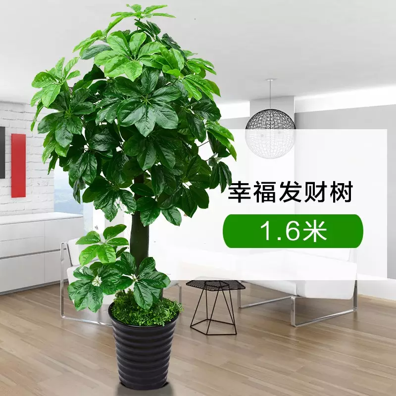 2、發財樹盆景價格:請問：家裡的發財樹（在盆景里）怎麼種植？怎麼養？