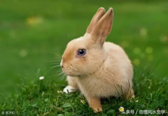 4、屬兔的九幾年:屬兔是九幾年生啊