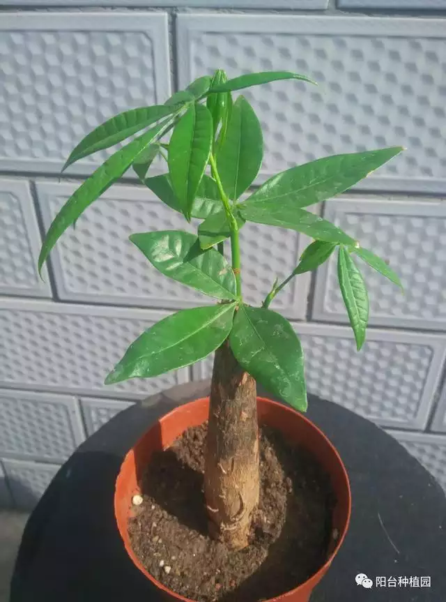 1、招財樹怎樣澆水和用肥:怎樣養好招財樹？