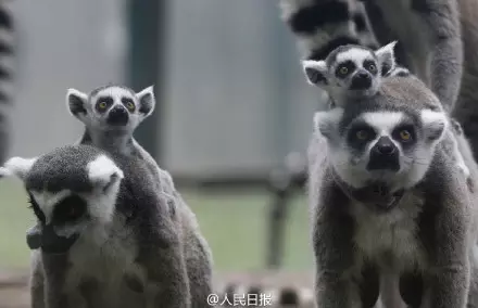 十二生肖指哪個屬相：十二生肖,指引.是什麼生肖?