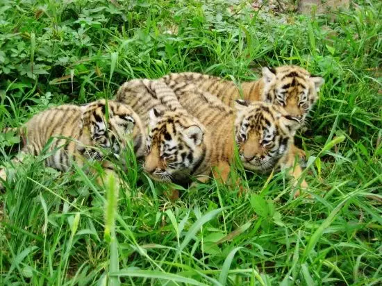 百獸之王一聲吼什麼屬相：十二生肖一吼百獸驚的動物