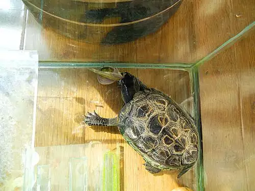 烏龜死了怎麼處理好啊：自己養的小烏龜死了 好傷心啊 怎麼處理小烏龜的呢?